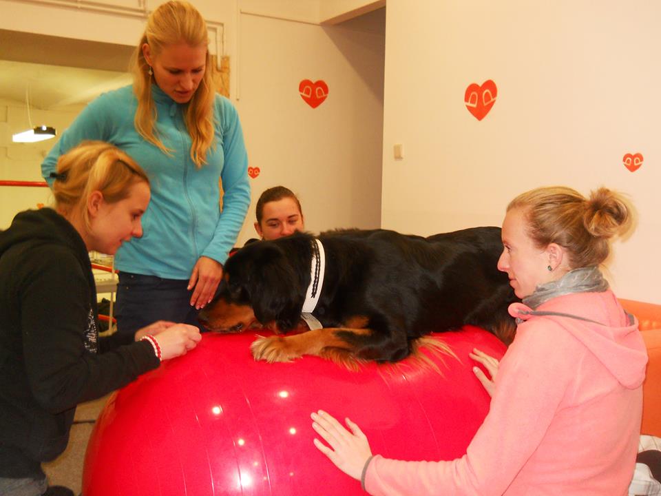 dogfitness2
